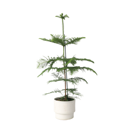 Pin de Norfolk - Araucaria heterophylla - Hauteur 70-80cm - ⌀21cm