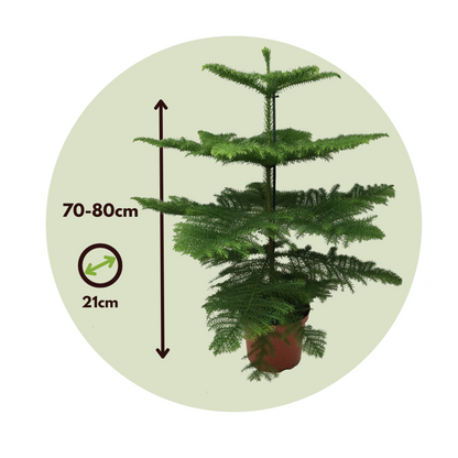 Pin de Norfolk - Araucaria heterophylla - Hauteur 70-80cm - ⌀21cm