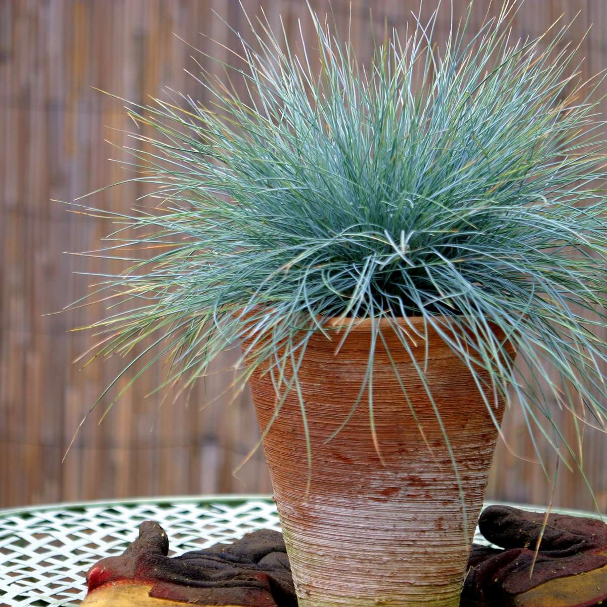 Fétuque - Set de 3 - Festuca glauca 'Elijah Blue' - Hauteur 10-15cm - ⌀9cm - TD Plantz