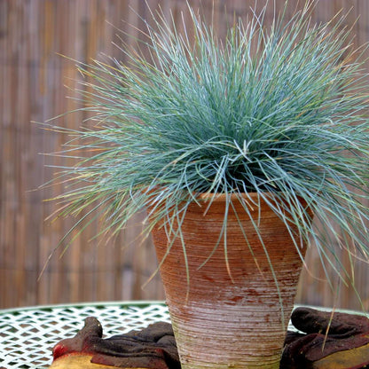 Fétuque - Set de 3 - Festuca glauca 'Elijah Blue' - Hauteur 10-15cm - ⌀9cm - TD Plantz