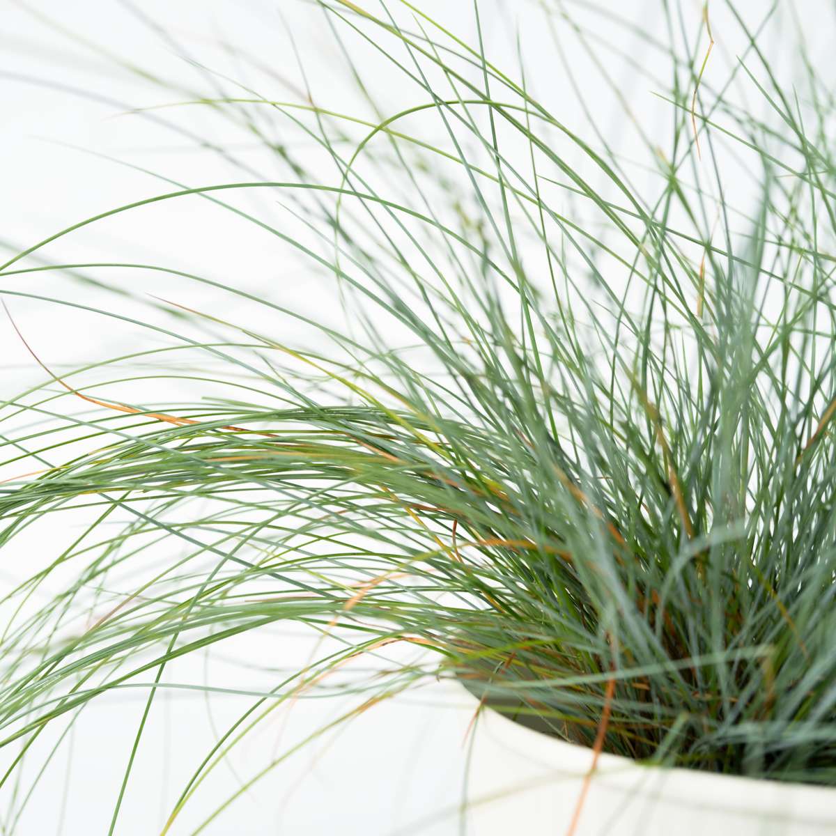 Fétuque - Set de 3 - Festuca glauca 'Elijah Blue' - Hauteur 10-15cm - ⌀9cm - TD Plantz