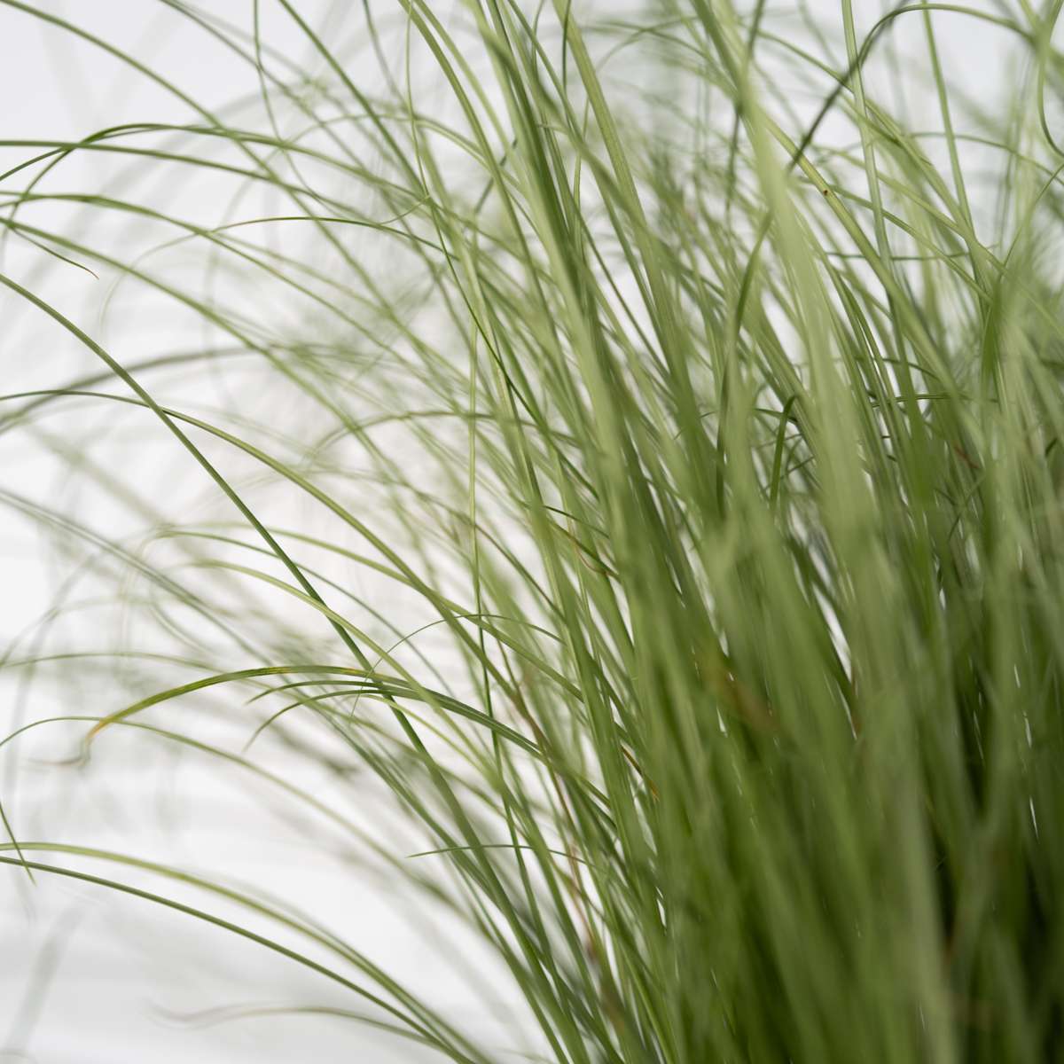Fétuque - Set de 3 - Festuca glauca 'Elijah Blue' - Hauteur 10-15cm - ⌀9cm - TD Plantz