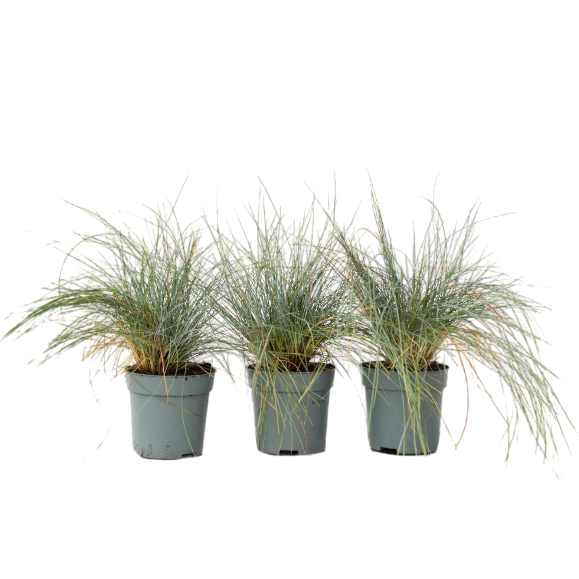 Fétuque - Set de 3 - Festuca glauca 'Elijah Blue' - Hauteur 10-15cm - ⌀9cm - TD Plantz