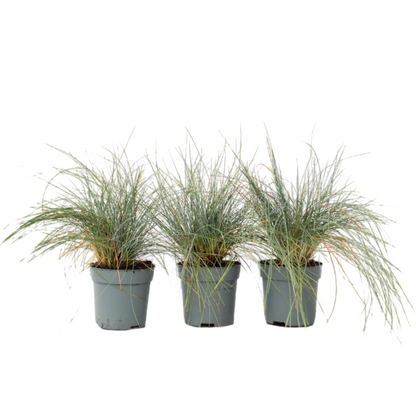 Fétuque - Set de 3 - Festuca glauca 'Elijah Blue' - Hauteur 10-15cm - ⌀9cm - TD Plantz