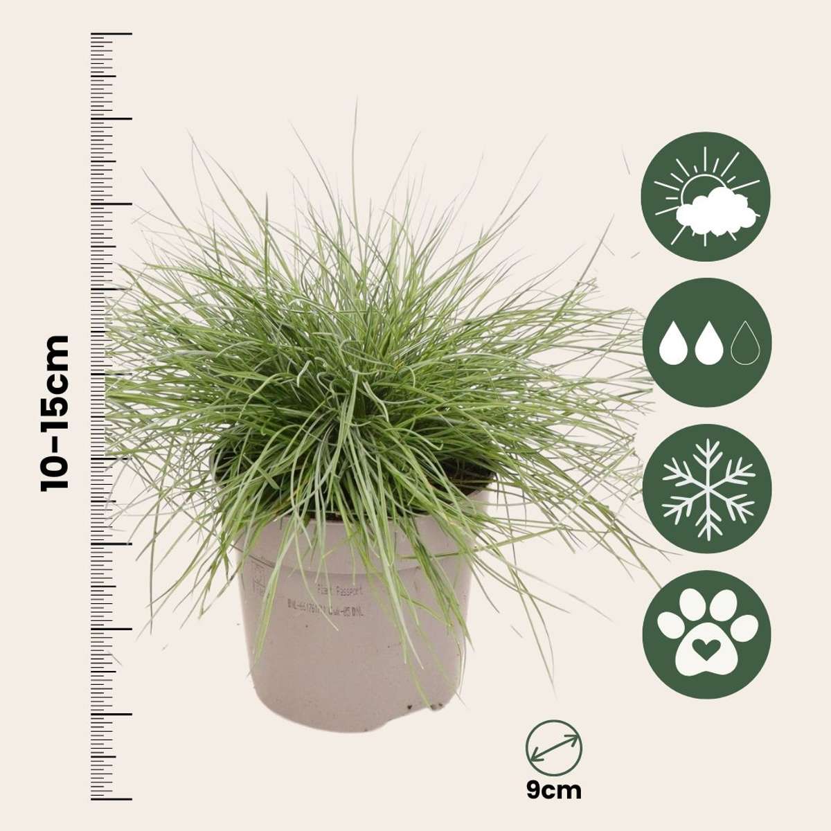 Fétuque - Set de 3 - Festuca glauca 'Elijah Blue' - Hauteur 10-15cm - ⌀9cm - TD Plantz