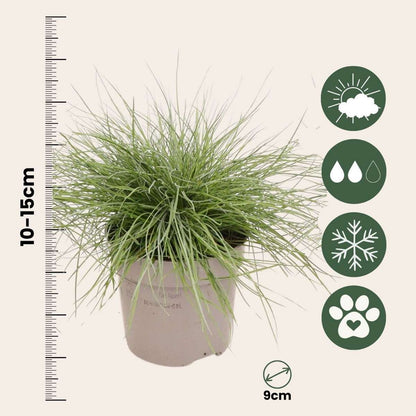 Fétuque - Set de 6 - Festuca glauca 'Elijah Blue' - Hauteur 10-15cm - ⌀9cm