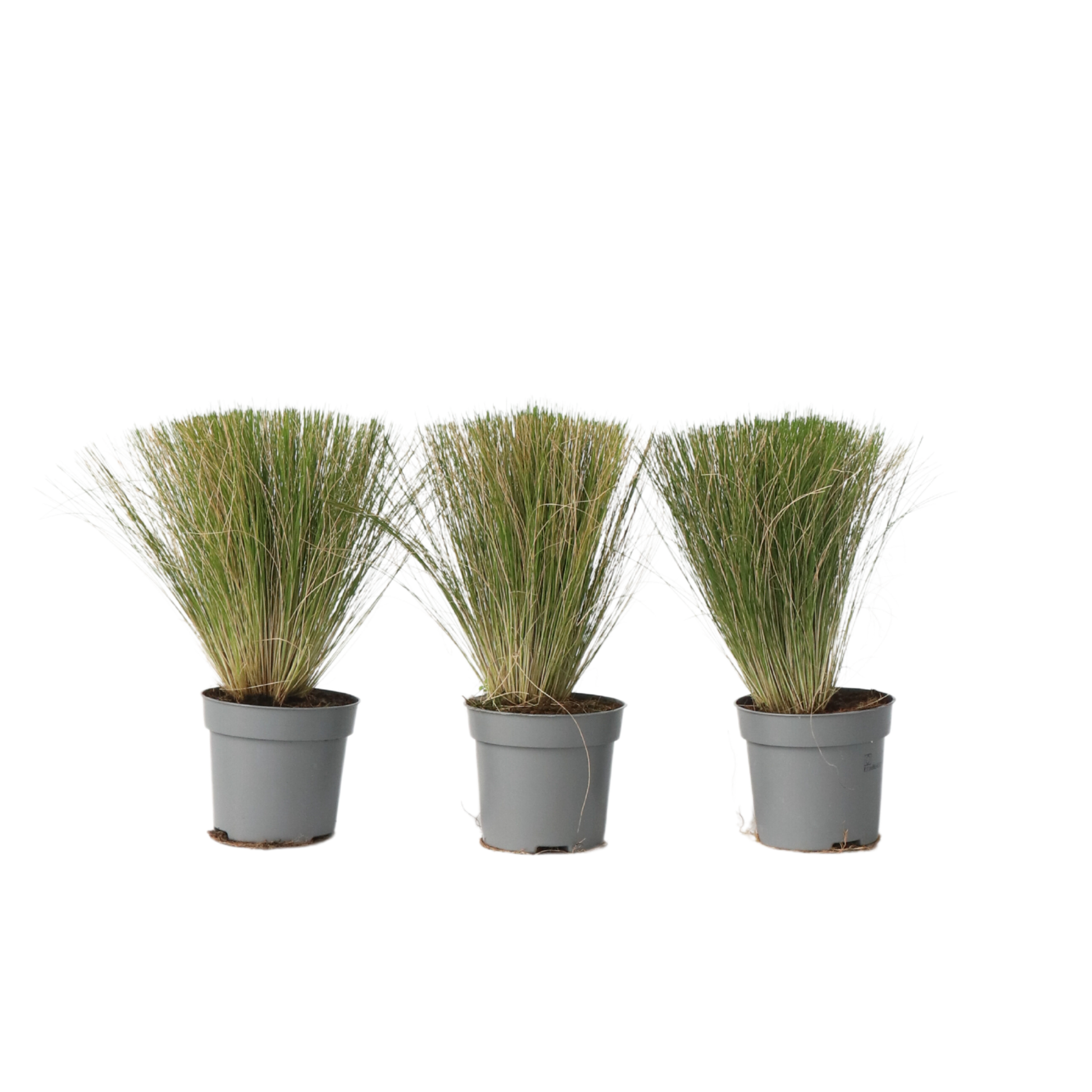 Herbe aux plumes - Set de 3 - Stipa tenuifolia 'Pony Tails' - H20-30cm - ⌀9cm - TD Plantz