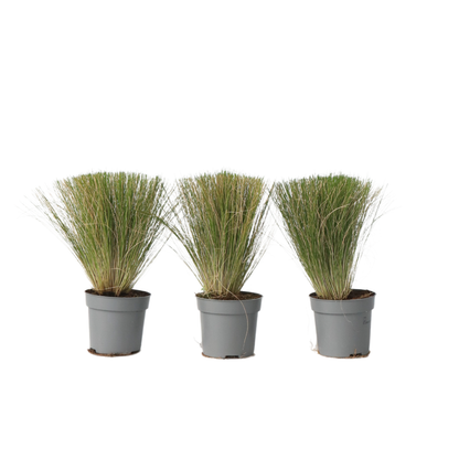 Herbe aux plumes - Set de 3 - Stipa tenuifolia 'Pony Tails' - H20-30cm - ⌀9cm - TD Plantz