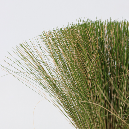 Herbe aux plumes - Set de 6 - Stipa tenuifolia 'Pony Tails' - H20-30cm - ⌀9cm - TD Plantz
