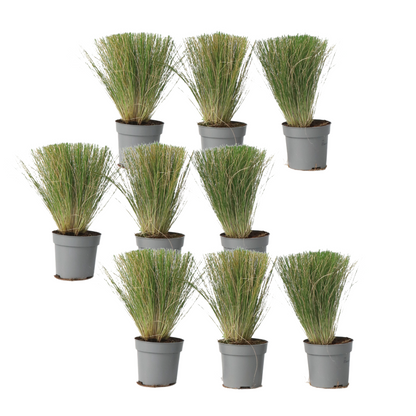 Herbe aux plumes - Set de 18 - Stipa tenuifolia 'Pony Tails' - H20-30cm - ⌀9cm