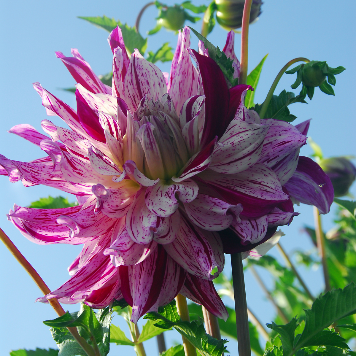 Dahlias - Set de 3 - Dahlia 'Bristol Stripe' - Bulbes à fleurs - Rose