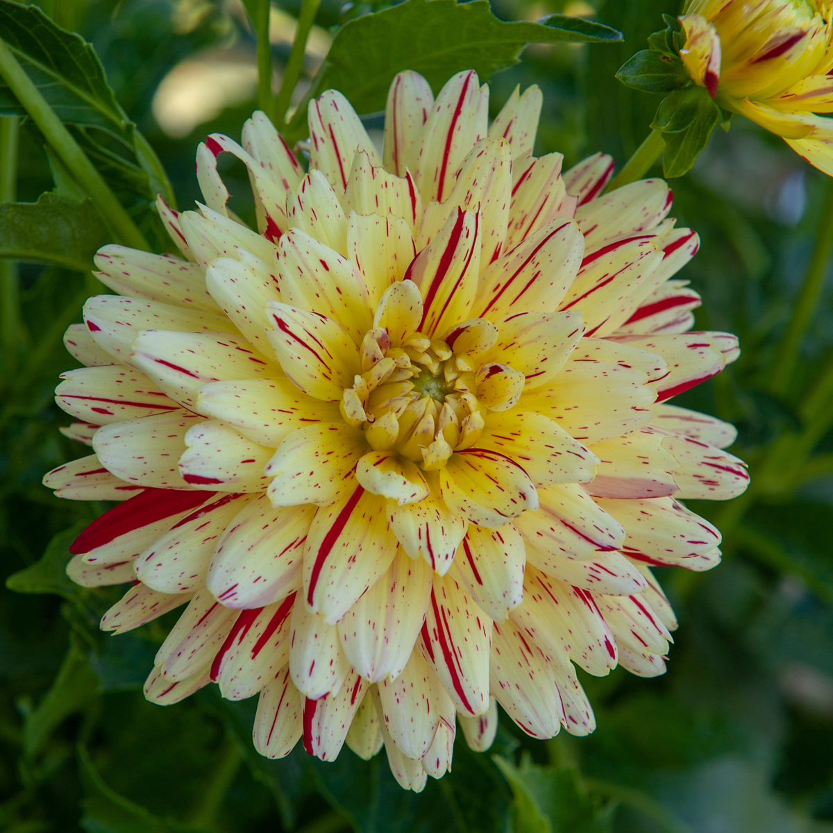 Dahlias - Set de 3 - Dahlia 'Cambridge' - Bulbes à fleurs