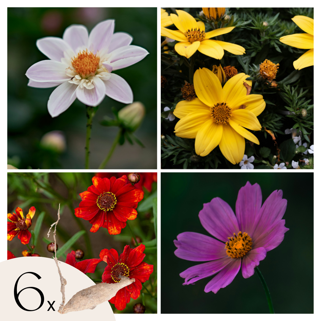 Dahlias - Set de 6 - Dahlia 'Topmix' - Bulbes à fleurs - TD Plantz