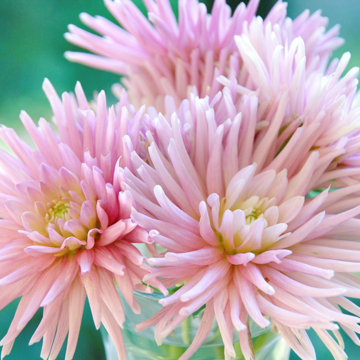 Dahlias - Set de 5 - Dahlia 'Cactus Mix' - Bulbes à fleurs