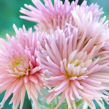 Dahlias - Set de 5 - Dahlia 'Cactus Mix' - Bulbes à fleurs