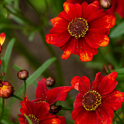 Dahlias - Set de 5 - Dahlia 'Sunset Mix' - Bulbes à fleurs - Rouge
