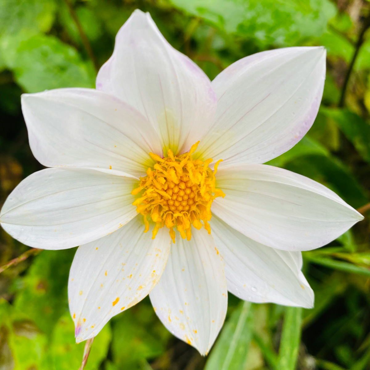 Dahlias - Set de 5 - Dahlia 'Sunset Mix' - Bulbes à fleurs - Rouge