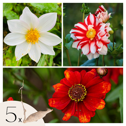 Dahlia tubers - 5 pcs. - Dahlia 'Sunset Mix' - Flower Bulbs - Red