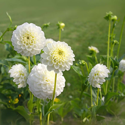 Dahlias - Set de 3 - Dahlia 'Boom Boom White' - Bulbes à fleurs - Blanc