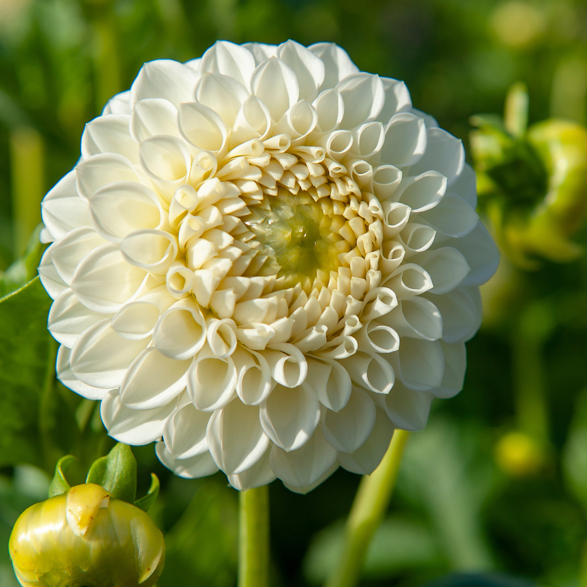 Dahlias - Set de 3 - Dahlia 'Boom Boom White' - Bulbes à fleurs - Blanc