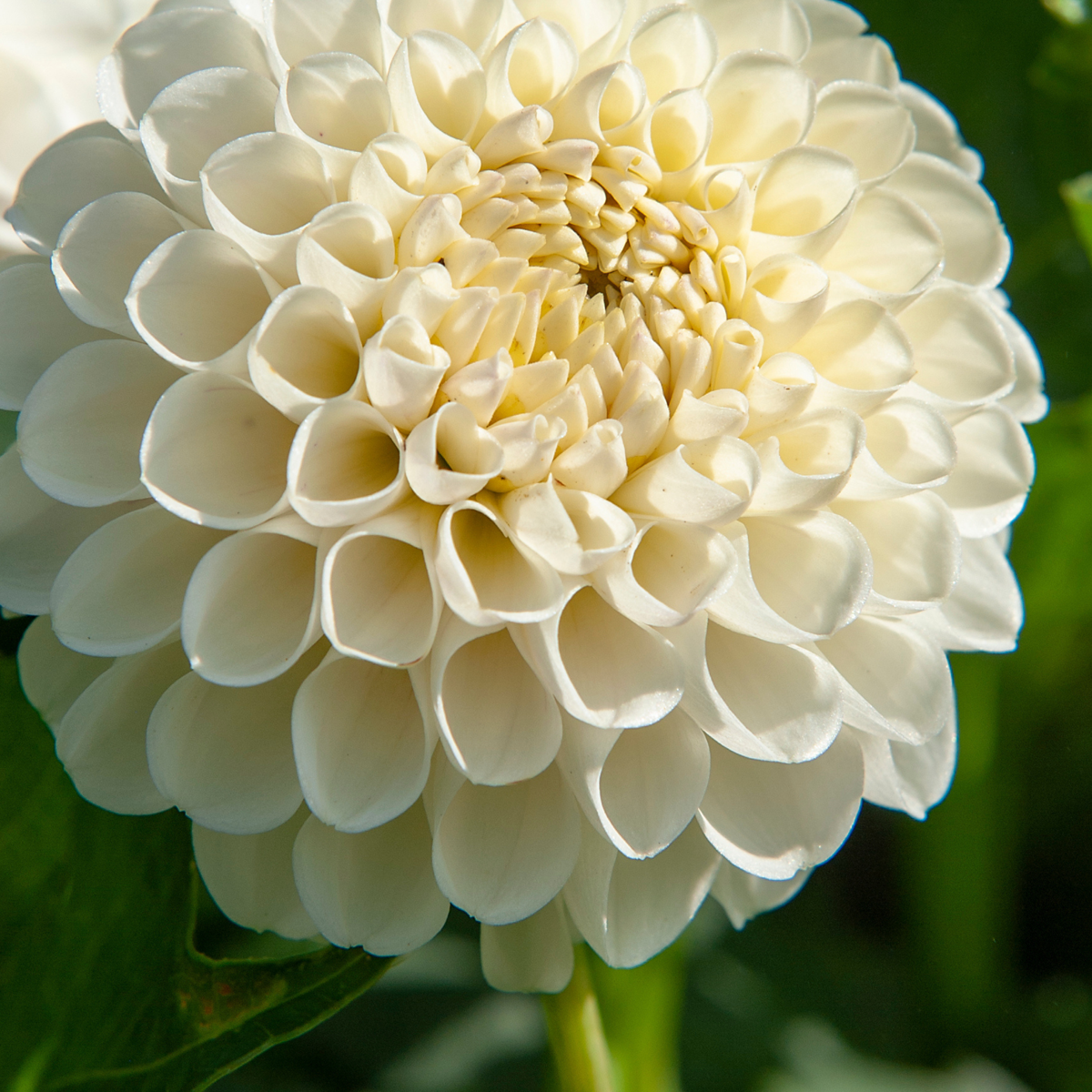 Dahlias - Set de 3 - Dahlia 'Boom Boom White' - Bulbes à fleurs - Blanc