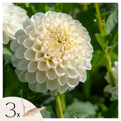 Dahlias - Set de 3 - Dahlia 'Boom Boom White' - Bulbes à fleurs - Blanc
