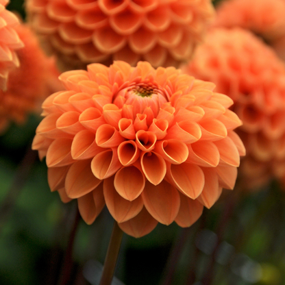 Dahlias - Set de 3 - Dahlia 'Sylvia' - Bulbes à fleurs - Orange