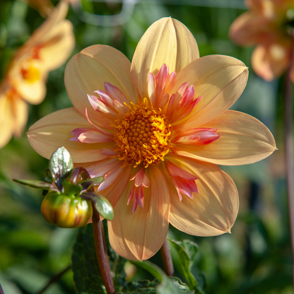 Dahlias - Set de 3 - Dahlia 'Kelsey Annie Joy' - Bulbes à fleurs - Orange