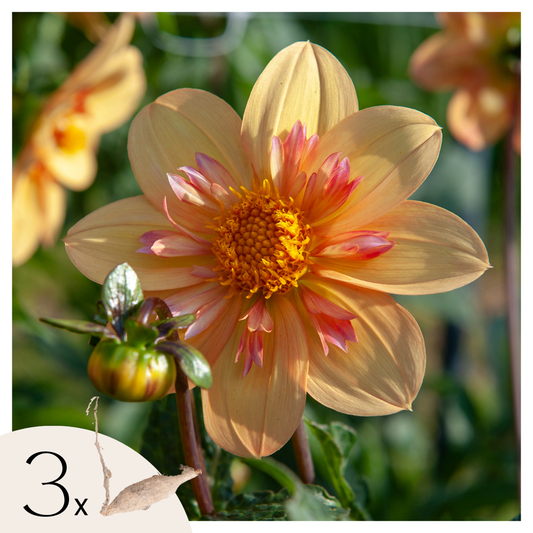 Dahlia tubers - 3 pcs. - Dahlia 'Kelsey Annie Joy' - Flower Bulbs - Orange