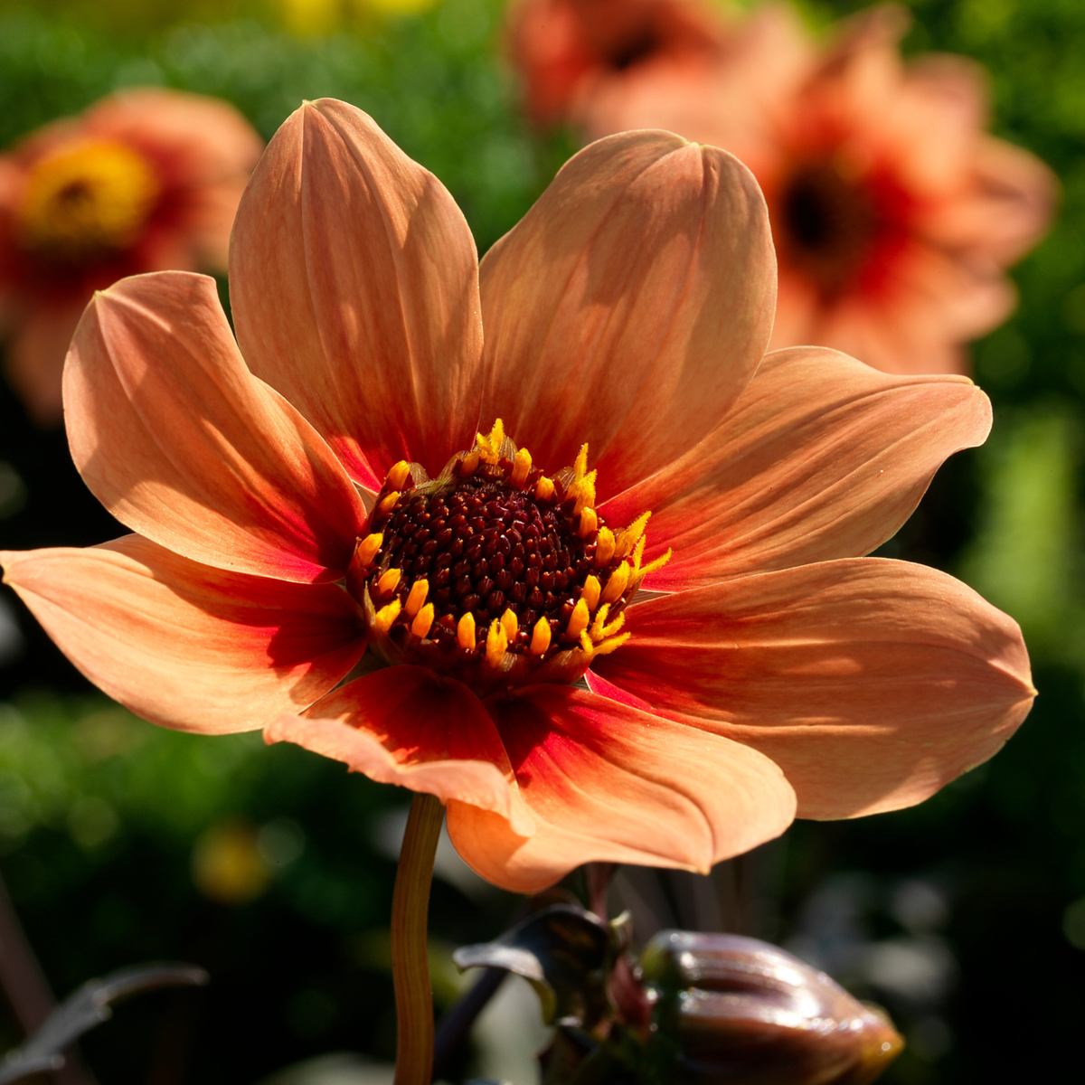 Dahlias - Set de 6 - Dahlia 'Happy Single' - Bulbes à fleurs - Orange - TD Plantz
