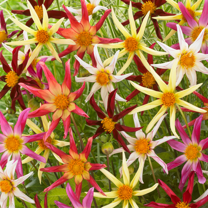 Dahlias - Set de 6 - Dahlia 'Honka Dark', 'Honka Fragile' - Bulbes à fleurs