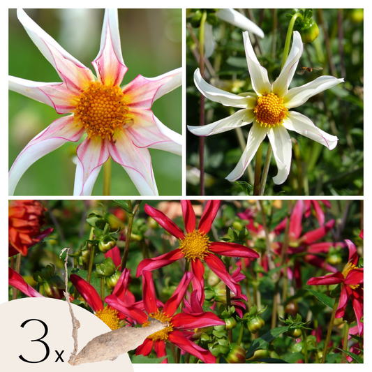 Dahlia tubers - 3 pcs. - Dahlia 'Honka Mix' - Flower Bulbs