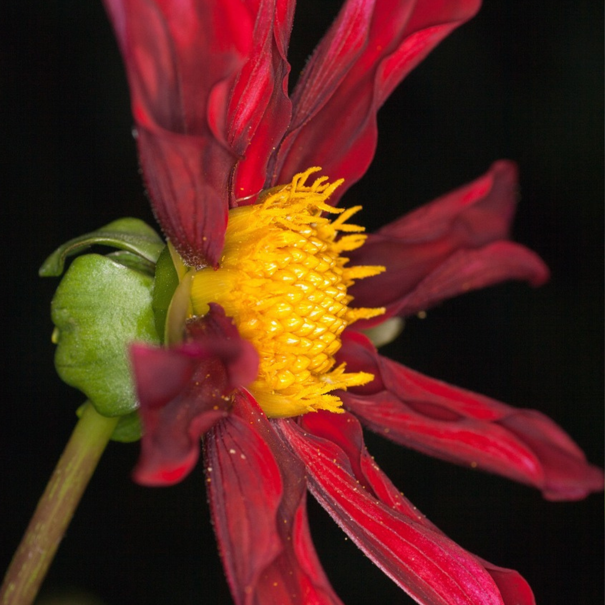 Dahlias - Set de 6 - Dahlia 'Honka Dark', 'Honka Fragile' - Bulbes à fleurs
