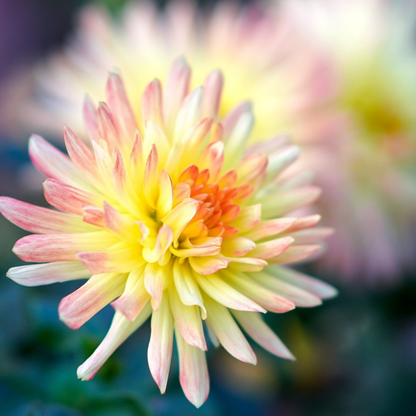 Dahlias - Set de 3 - Dahlia 'Cabanna Banana' - Bulbes à fleurs - Jaune