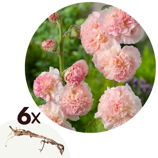 Hollyhock - 6 pcs. - Alcea Rosea 'Peaches 'N Dreams' - Root balls - Pink