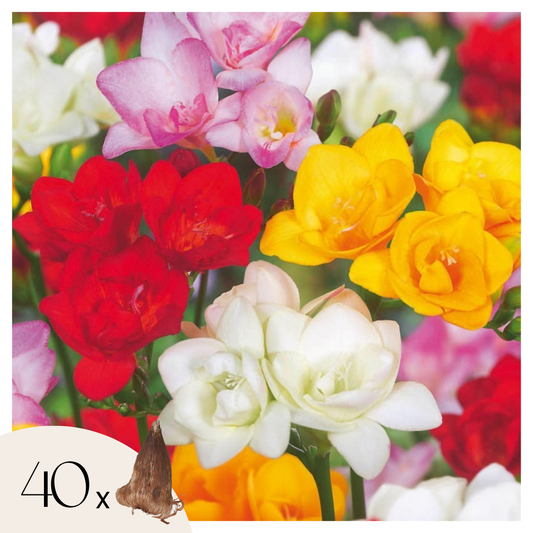 Spring Bulbs - 40 pcs. - Freesia Mix - Flower Bulbs
