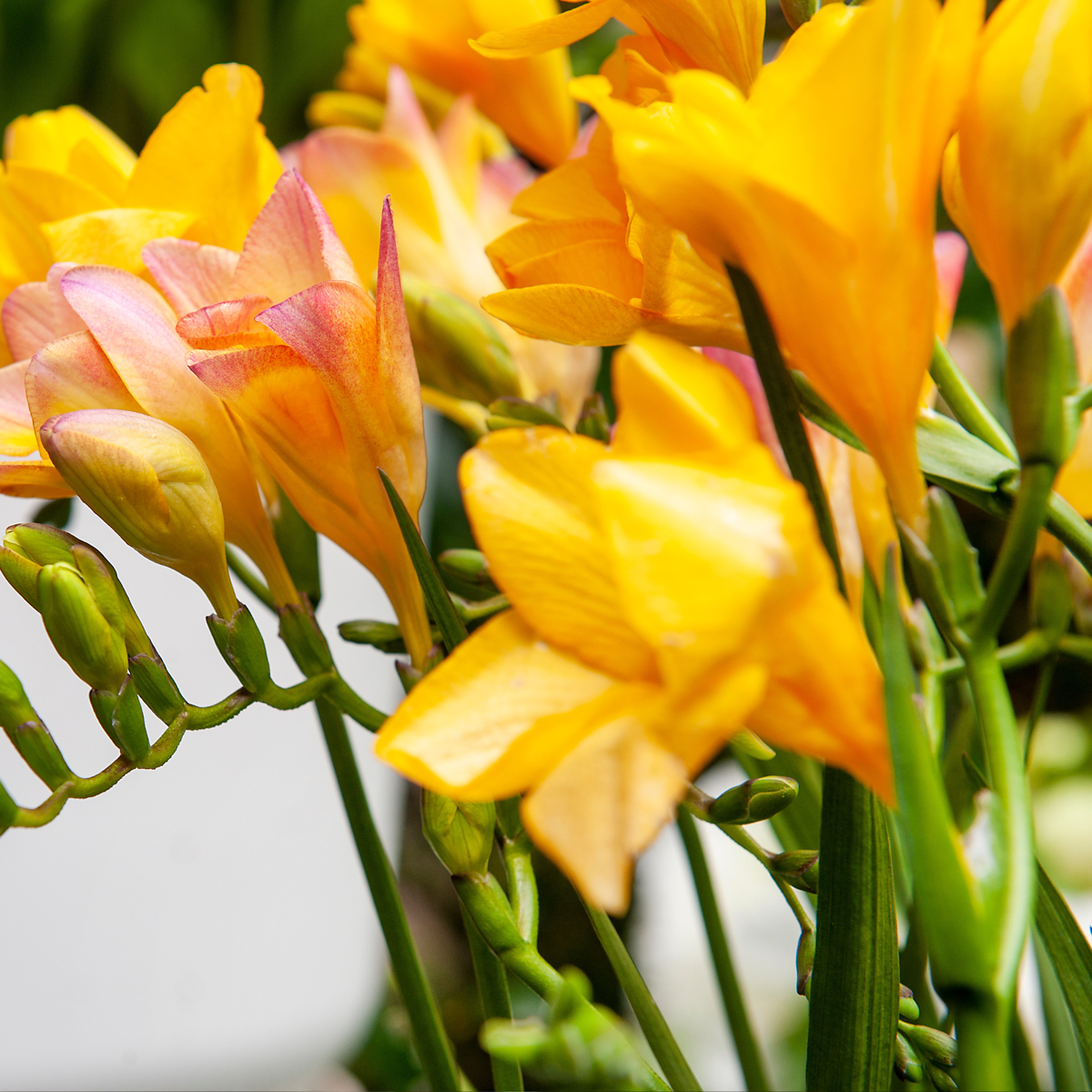 Freesia parfumée - Set de 100 - Freesia Mix - Bulbes à fleurs
