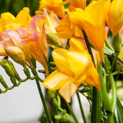 Freesia parfumée - Set de 100 - Freesia Mix - Bulbes à fleurs
