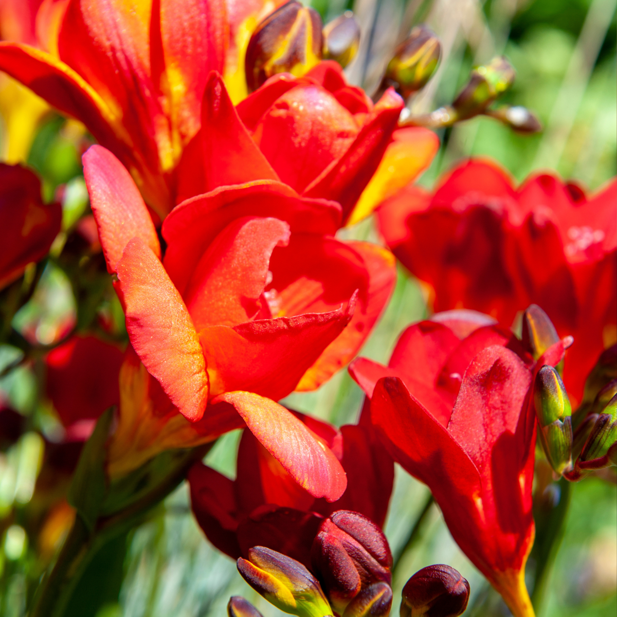Freesia parfumée - Set de 100 - Freesia Mix - Bulbes à fleurs