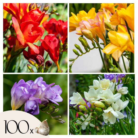 Spring Bulbs - 100 pcs. - Freesia Mix - Flower Bulbs