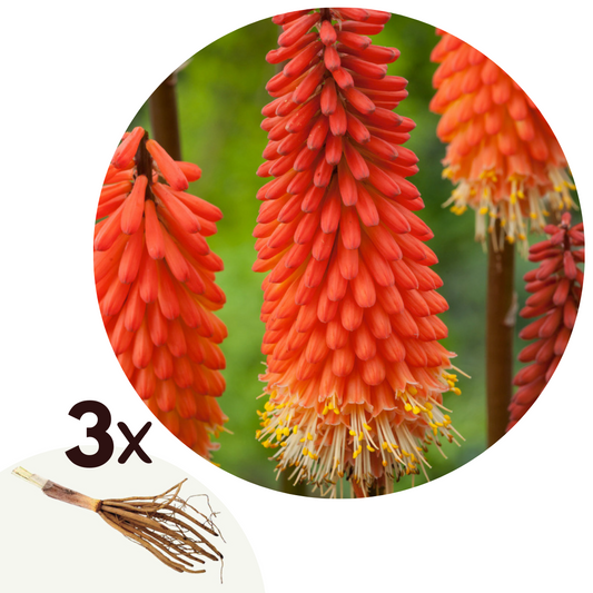 Red Hot Poker - 3 pcs. - Tritoma Kniphofia 'Alcazar' - Root balls - Orange