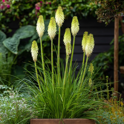 Tison de Satan - Set de 3 - Tritoma Kniphofia 'Ice Queen' - Rhizomes - Blanc