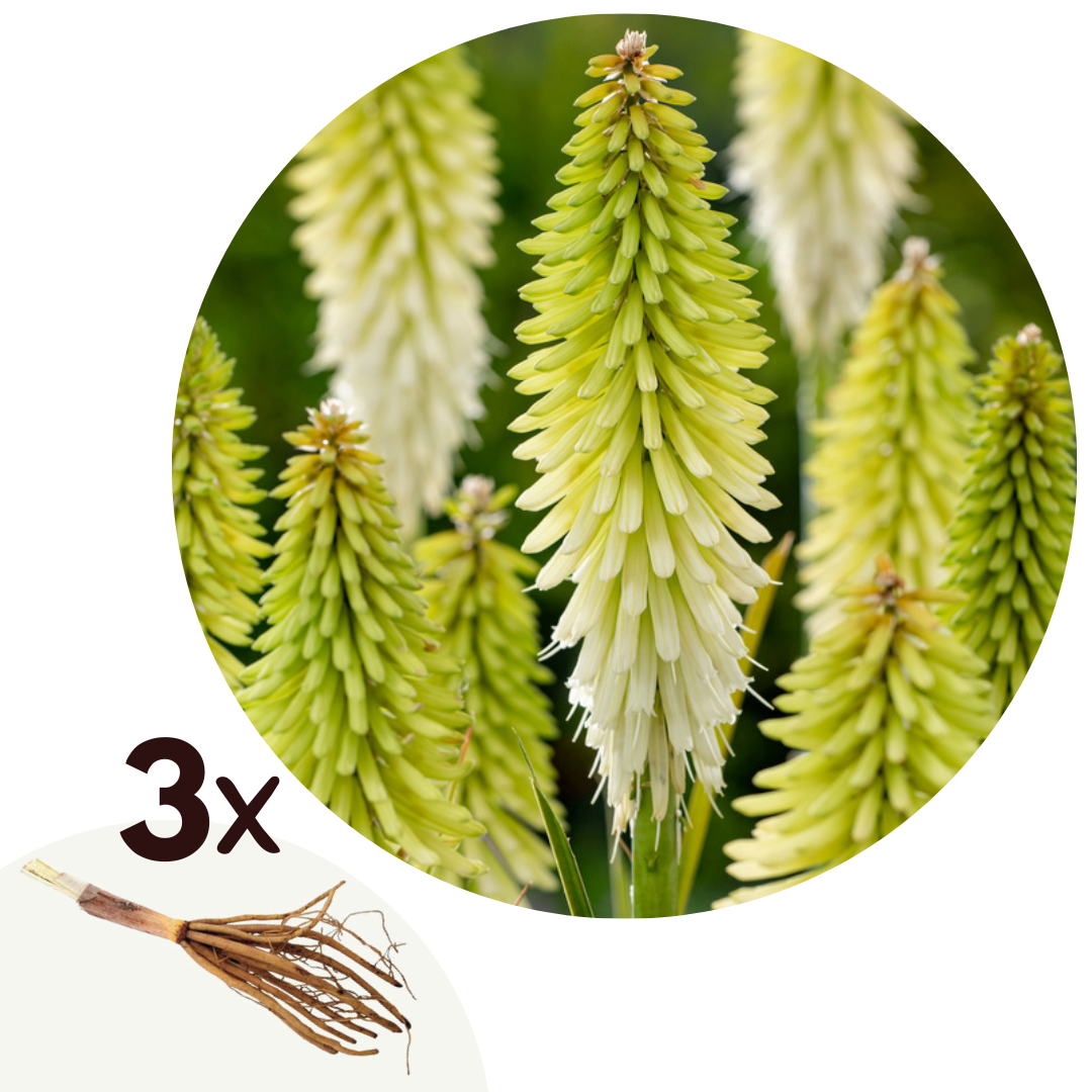 Red Hot Poker - 3 pcs. - Tritoma Kniphofia 'Ice Queen' - Root balls - White