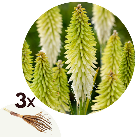 Red Hot Poker - 3 pcs. - Tritoma Kniphofia 'Ice Queen' - Root balls - White