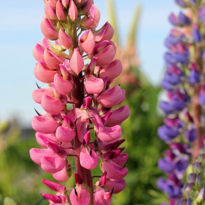 Lupin - Set de 20 - Lupinus - Rhizomes