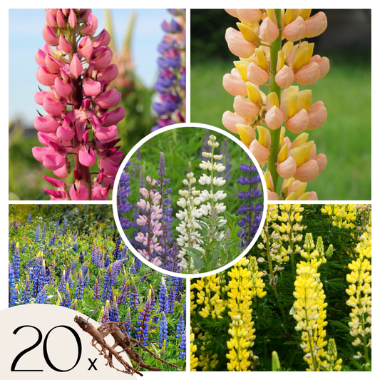Lupine - 20 pcs. - Lupinus - Root balls