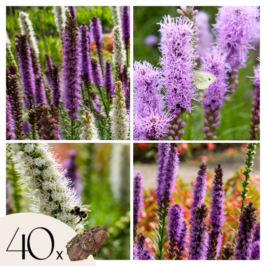 Blazing Star - 40 pcs. - Liatris - Root balls - Purple