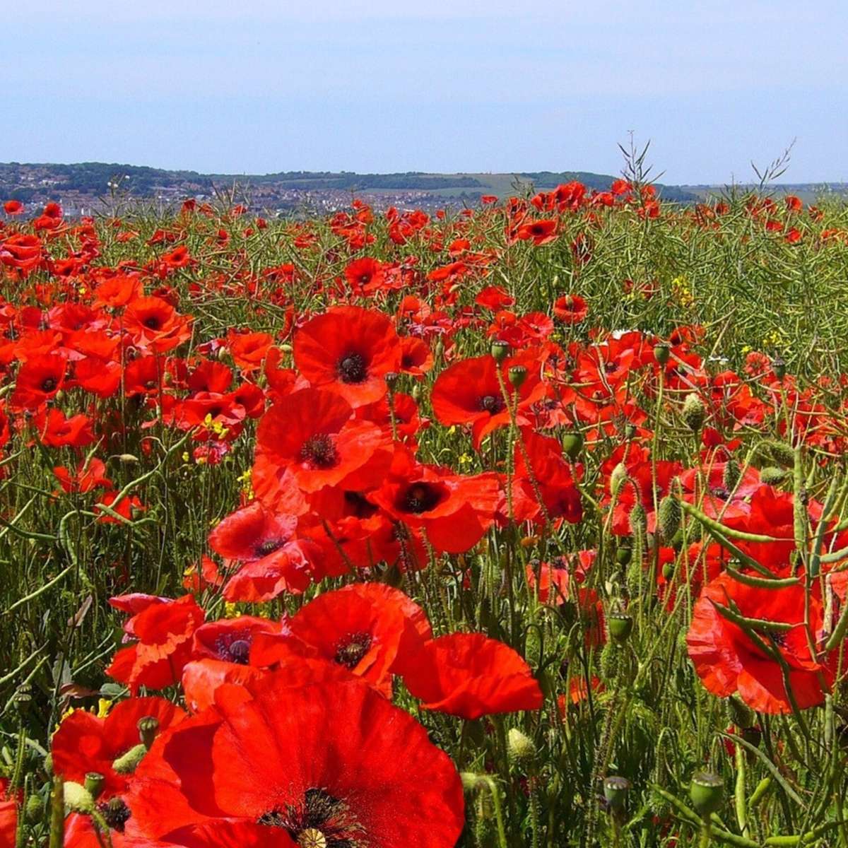 Coquelicot - Set de 10 - Papaver orientale - Rhizomes