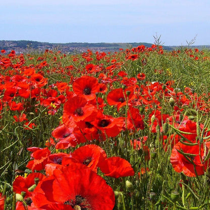 Coquelicot - Set de 10 - Papaver orientale - Rhizomes