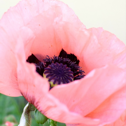 Coquelicot - Set de 10 - Papaver orientale - Rhizomes